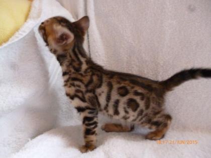 Top Bengalkitten ab 27. 07. 2021