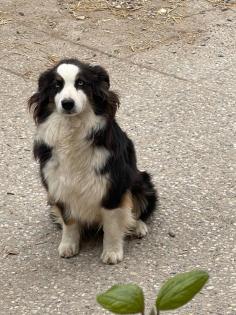 Brave Australian Shepherd Hündin