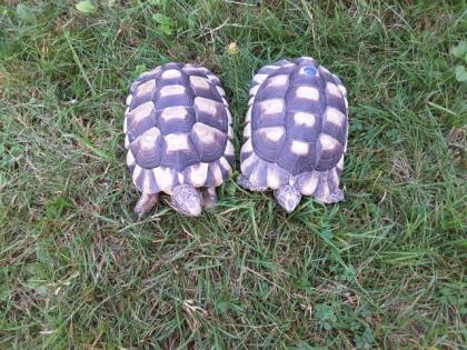 1, 1 Breitrandschildkröten NZ 012