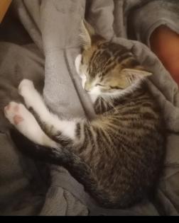 Kitten Kätzchen geb 25. 05.