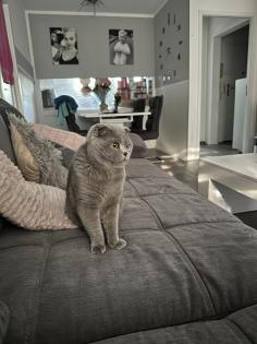 Bkh Katze und scottisch fold Kater suchen ein neues Zuhause