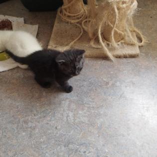 Main Coon Kitten abzugeben
