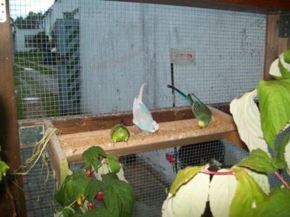 Verkaufe Nymphen und Wellensittiche in versch. Farben Kerngesund und munter