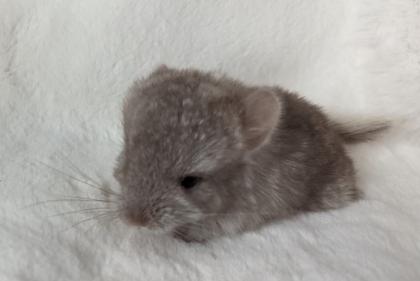 Chinchilla Jungtiere Normalfell und Angora