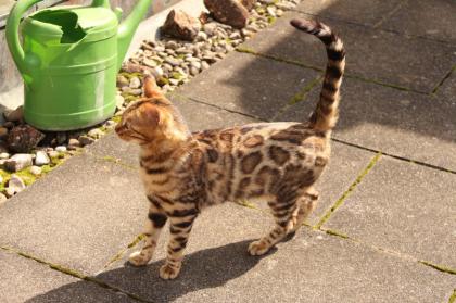 Wunderschöne Bengal Kitten, Mini Leoparden