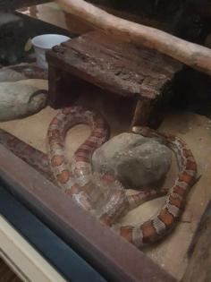 2 Kornnattern ca. 12 Jahre mit Terrarium