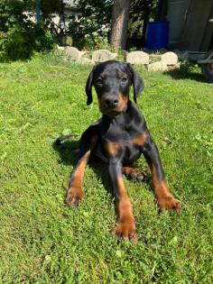 Zwei Dobermann Rüden abzugeben