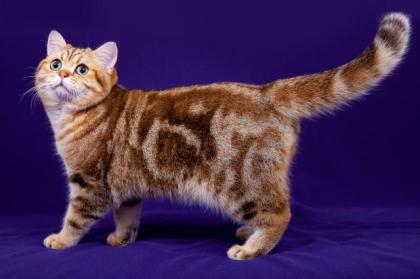 Deckkater Sammy mit Stammbaum, grüne Augen, black golden tabby classic