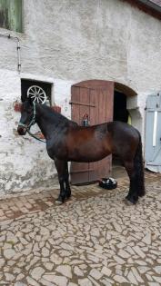 Biete Reitbeteiligung