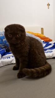 Verkaufe süße Kitten