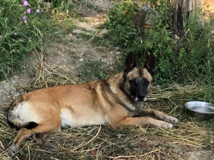 MALINOIS starke Welpen in liebevolle Hände abzugeben