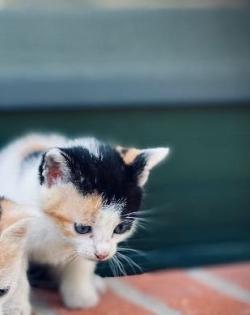 Kitten Bildhübsche Kätzchen