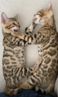 Bengalkitten mit Stammbaum