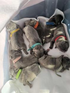 Französische Bulldogge Welpen Blue Line
