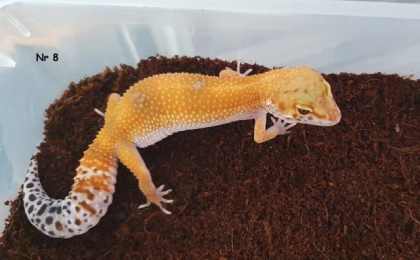 0, 9 Leopardgeckos DNz20 u 22 Komplettabnahme bevorzugt