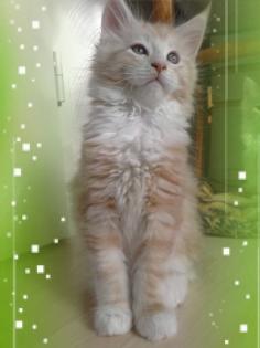 Maine- Coon Kitten Mary- Jane vom Bernsteinsee