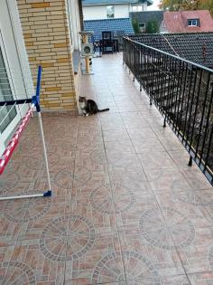 3 Katzen nur 5 Euro