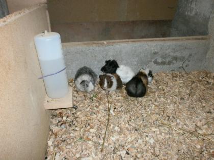 Verkaufe 8 süße Meerschweine 4 w und 4 m