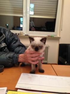 14 Wochen Siamkatze weiblich 250, 00 Euro