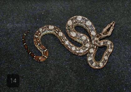 Bci Tarahumara/Mexico Zwergboa 05/21