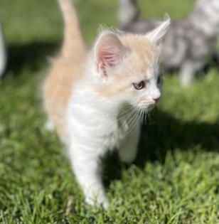 Kitten-Norwegische Waldkater Kitten