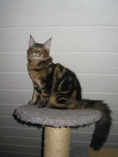 Maine Coon Kater in der Farbe black tabby classic sucht ein neues zu Hause
