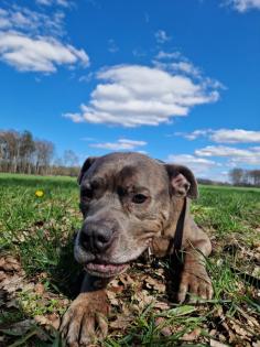Amstaff American Stafford Terrier Puschel sucht dringend ein neues Zuhause