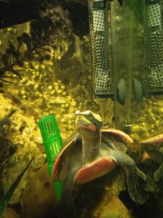 Emydura subglobosa, Rotbauch-Spitzkopfschildkröten, Wasserschildkröten