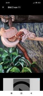 Boa constrictor imperator