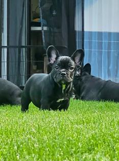 Französische Bulldoggen
