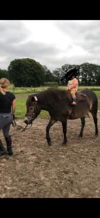 Menschenbezogene hübsche exmoorstute, Pony