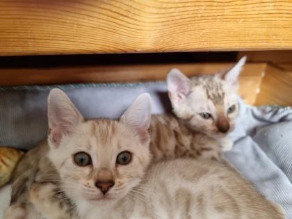 Bengalkitten reinrassig mit Stammbaum