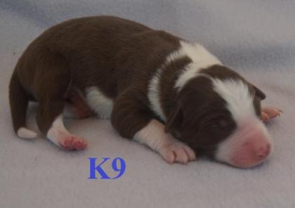 Reinrassige Border Collie Welpen mit Ahnenliste