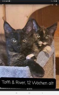 Maine Coon Kitten XXL