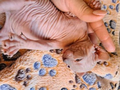 Sphynx Elf Stammbaum blau Augen Kanadische Katze