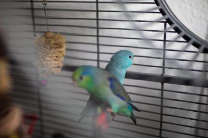 Blaugenicksperlingspapageien zu verkaufen