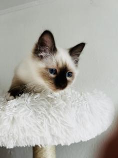Heilige Birma Kitten Kater Katze