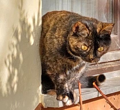 Katze Cindy verschwunden in Zaundorf/Hofkirchen