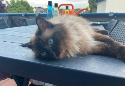 Ragdoll Katze