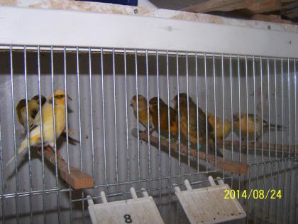 Schöne Farbkanarienvögel