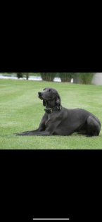 Blauer Weimaraner Rüde zu verkaufen
