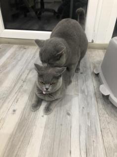 Erfahrener BKH Deckkater Blue
