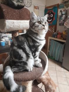 Typvoller junger BKH Kater mit Ahnentafel, geimpft, entwurmt, gechipt, kastriert, aus HCM PK