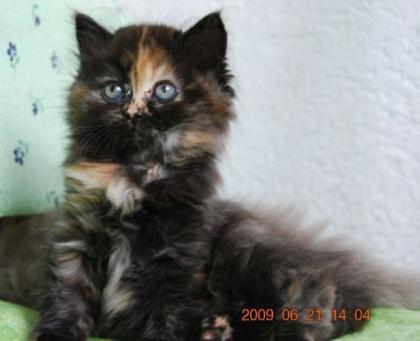 3 BKH Kitten in kurz Langhaar abzugeben