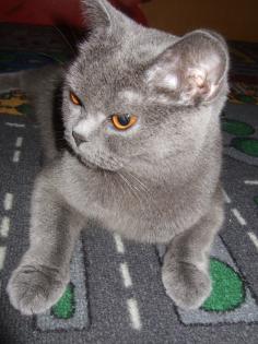 BKH-Katzenbabys