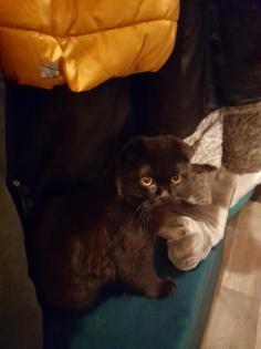 Hübscher junger Kater