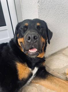 Ich bin Lucky ein Labrador-Boxer Mix Boxerdor sucht Hündin für gemeinsames Baby machen Deckrüde