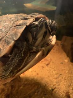 Wasserschildkröte - Gelbwange