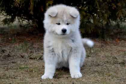 AKITA INU WELPEN