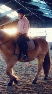 Suche Reitbeteiligung Mensch sucht